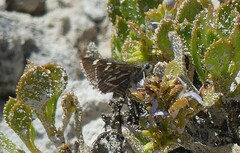 Trapezites argenteoornatus