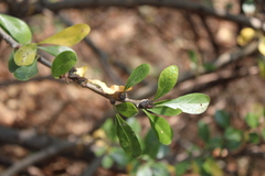 Crescentia alata