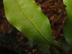 Endiandra muelleri muelleri