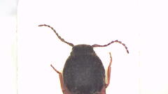 Pseudaeolus
