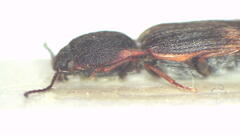 Pseudaeolus