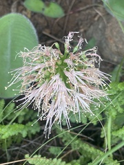 Haemanthus humilis hirsutus