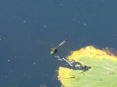 Hemicordulia armstrongi