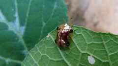 Aspidimorpha quinquefasciata