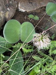 Haemanthus humilis hirsutus