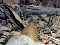 Mannophryne trinitatis