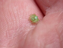 Diaea