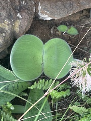 Haemanthus humilis hirsutus