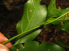 Endiandra muelleri muelleri