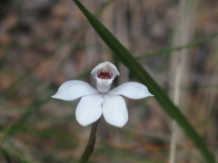 Caladenia alpina