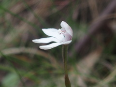 Caladenia alpina