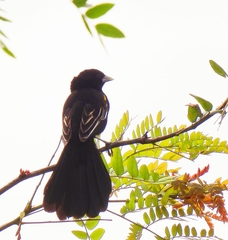 Euplectes albonotatus