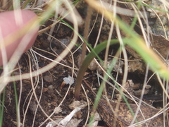 Caladenia alpina