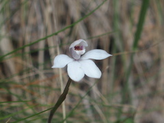 Caladenia alpina