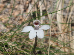 Caladenia alpina