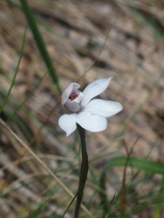 Caladenia alpina