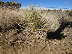 Yucca angustissima