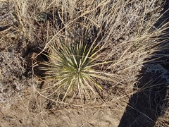 Yucca angustissima