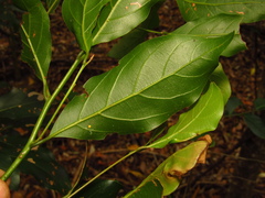 Endiandra muelleri muelleri