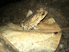 Incilius leucomyos