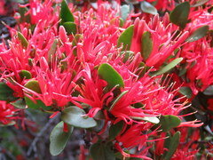 Peraxilla tetrapetala