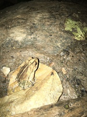 Incilius leucomyos