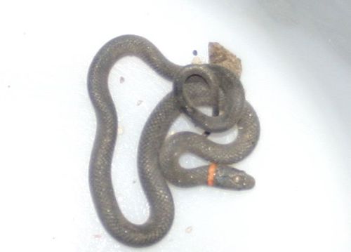 iNaturalist observation photo of Ring-necked Snake