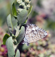 Theclinesthes serpentata serpentata