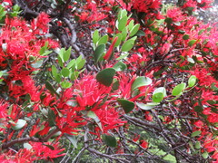 Peraxilla tetrapetala