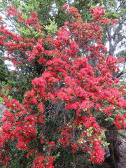 Peraxilla tetrapetala