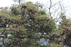 Lysiloma divaricatum