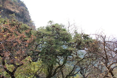 Lysiloma divaricatum