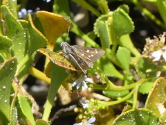 Trapezites argenteoornatus