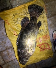 Epinephelus lanceolatus