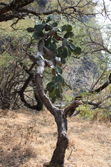 Opuntia cochenillifera
