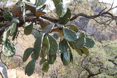 Opuntia cochenillifera