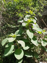 Phytolacca dioica