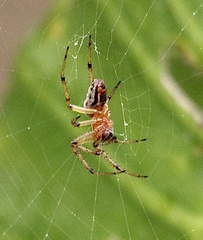 Alpaida veniliae