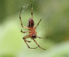 Alpaida veniliae