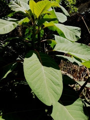 Phytolacca dioica