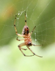 Alpaida veniliae