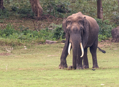 Elephas maximus indicus