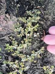 Trianthema portulacastrum