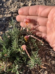 Oenothera lavandulifolia