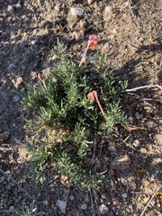 Oenothera lavandulifolia
