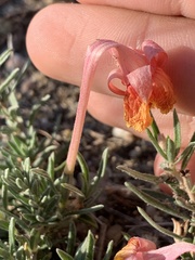 Oenothera lavandulifolia