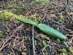 Piperia
