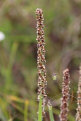 Plantago gaudichaudii