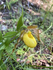 Cypripedium parviflorum pubescens