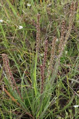 Plantago gaudichaudii